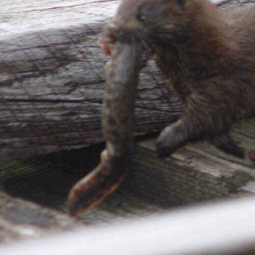 Common Mudpuppy observed by kylejones