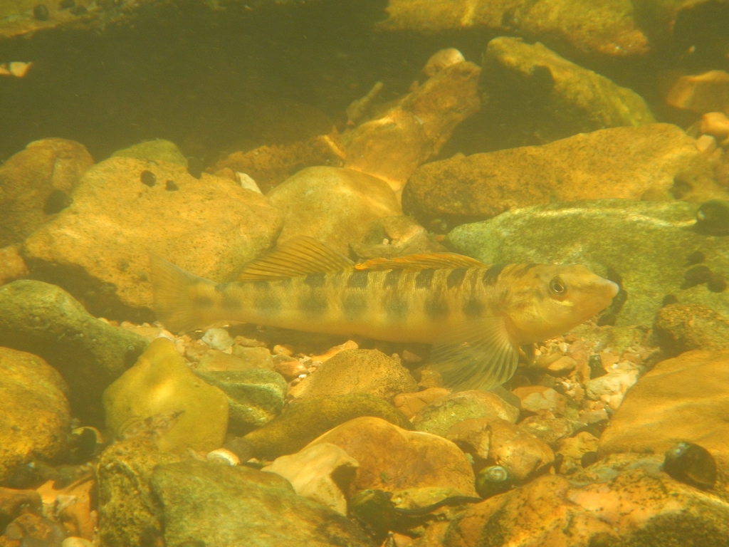 Tennessee Logperch