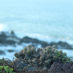 Cochemiea mazatlanensis, photograph (c) M. C. Gerardo Eusebio Valdes, some rights reserved (CC BY)