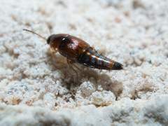 Tachyporus jocosus