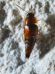 Tachyporus jocosus