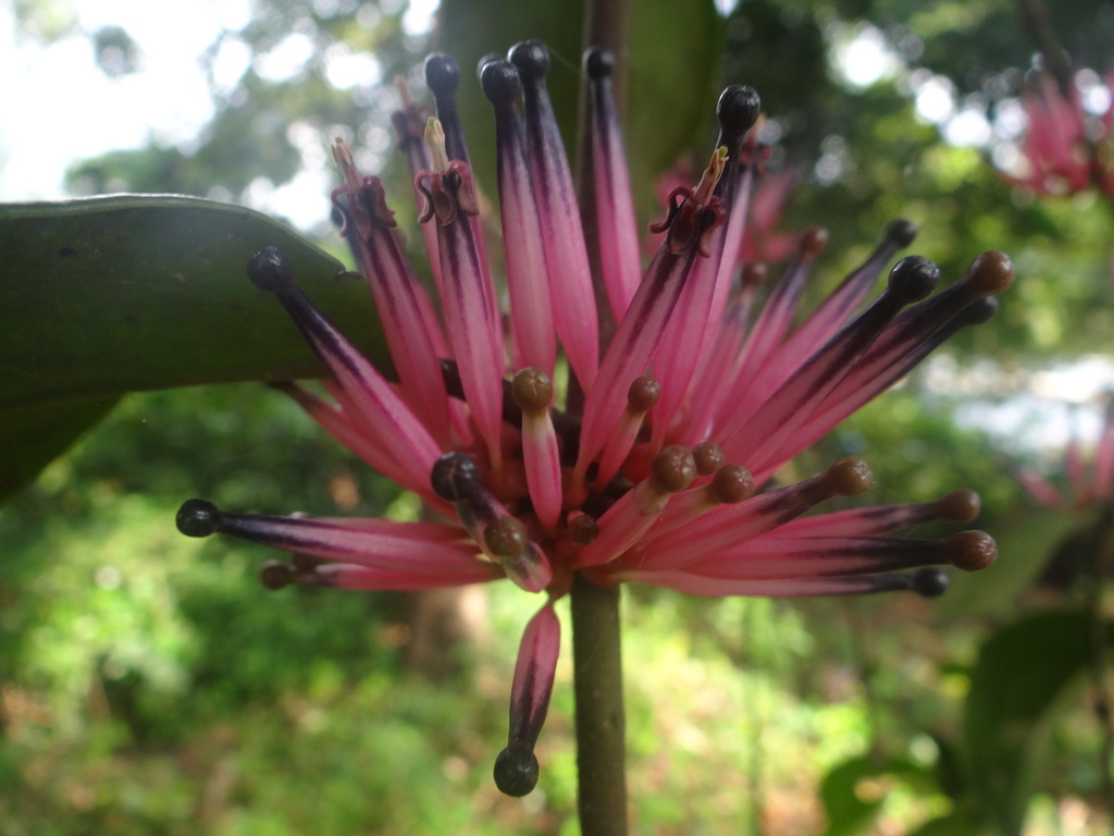 Tapinanthus bangwensis from Freetown Sierra Leone on November 30, 2013 ...