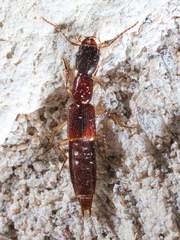 Biocrypta prospiciens