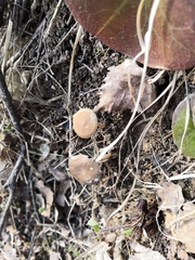 Strobilurus esculentus