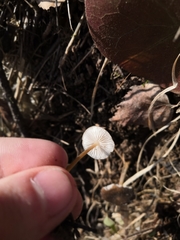 Strobilurus esculentus