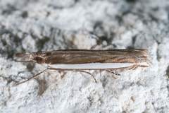Crambus quinquareatus