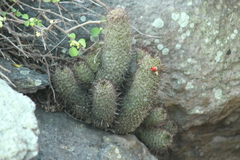Cochemiea mazatlanensis, photograph (c) M. C. Gerardo Eusebio Valdes, some rights reserved (CC BY)