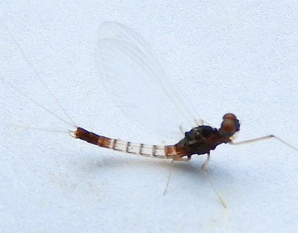Paraleptophlebia moerens