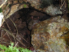 Tarsius spectrumgurskyae