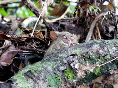 Tarsius spectrumgurskyae