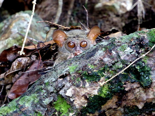 Gursky’s Spectral Tarsier.