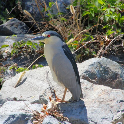 iNaturalist observation photo of Black-crowned Night Heron