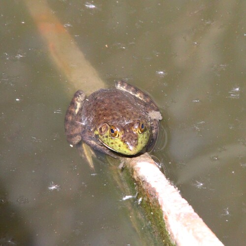 iNaturalist observation photo of American Bullfrog