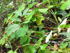 Begonia grandis