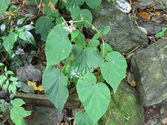 Begonia grandis