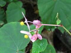 Begonia grandis