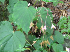 Begonia grandis