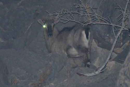 Arabian Tahr