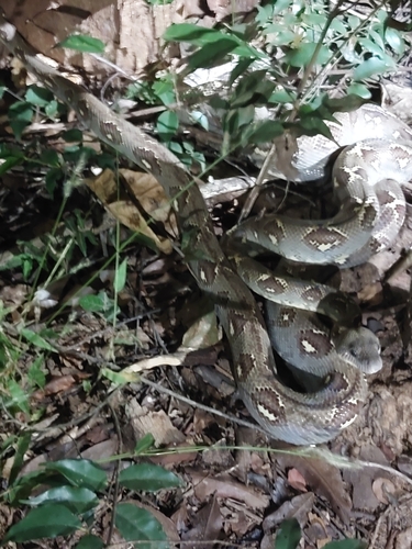 Nosy Komba ground boa