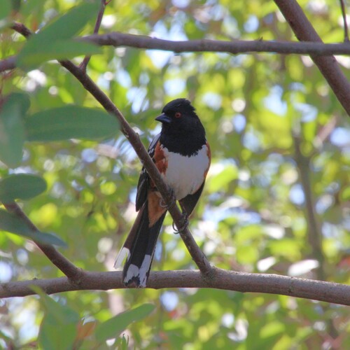 iNaturalist observation photo of Spotted Towhee