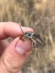 Pardalophora apiculata