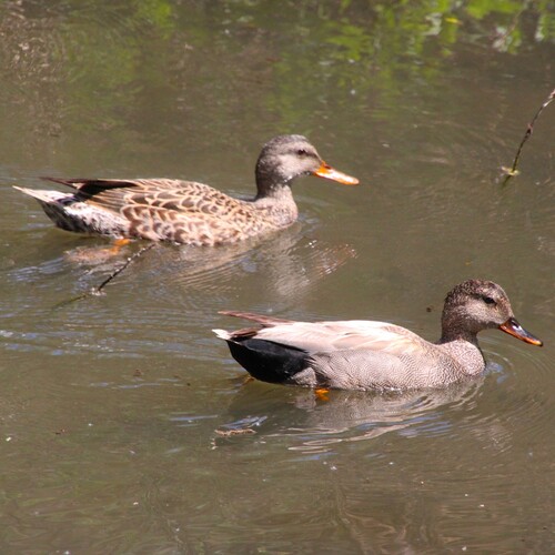 iNaturalist observation photo of Gadwall