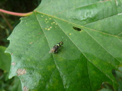 Isomerocera quadrilineata