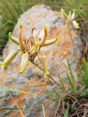 Aloe albida