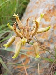 Aloe albida