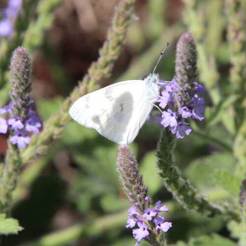 iNaturalist observation photo of Checkered White