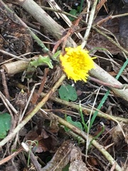 Tussilago farfara