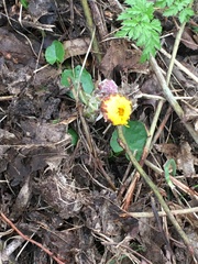 Tussilago farfara