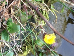 Tussilago farfara