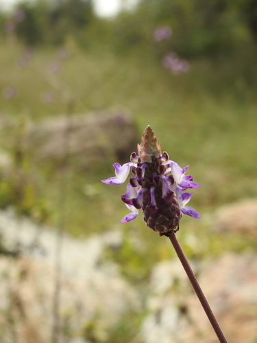 Coleus plant photo (Plectranthus scutellarioides)