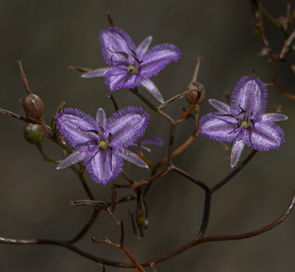 Fringed Lily