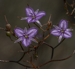 Thysanotus manglesianus