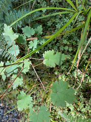Hoheria glabrata, photograph (c) Mike King, some rights reserved (CC BY)