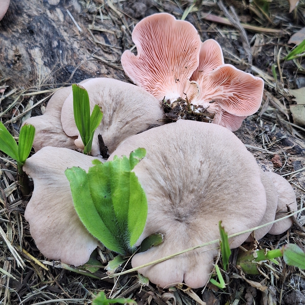 Pleurotus djamor · April 2026 · photo: © deniszabin (iNaturalist, cc-by)