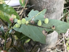 Daphnephila machilicola