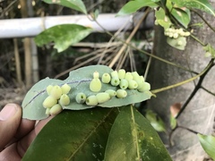 Daphnephila machilicola