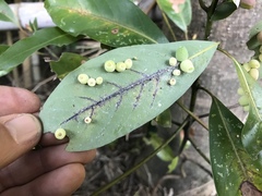 Daphnephila machilicola