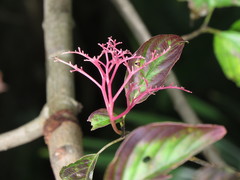 Cornus macrophylla