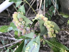 Daphnephila machilicola