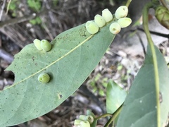 Daphnephila machilicola
