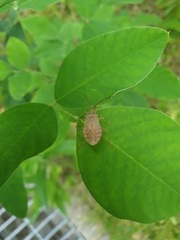Homoeocerus dilatatus