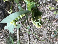 Daphnephila machilicola