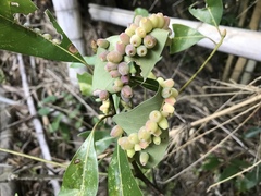 Daphnephila machilicola