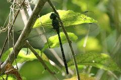Coryphaeschna viriditas
