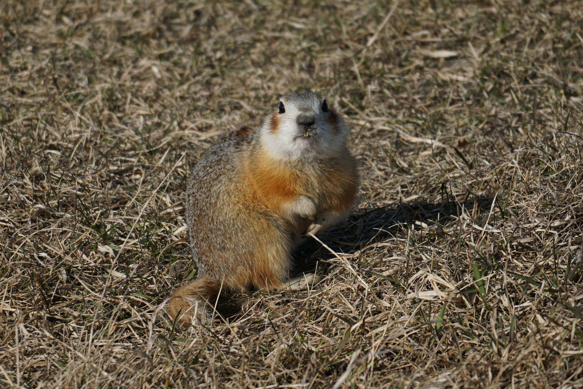 Brandt's Ground Squirrel photo 4