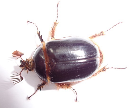 Pleocoma blaisdelli